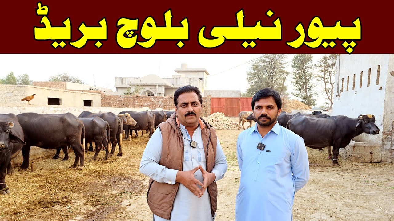 Nawaz Khan Baloch breed | pure nili Baloch breed | buffalo | buffalo farming | buffalo farming in Pk