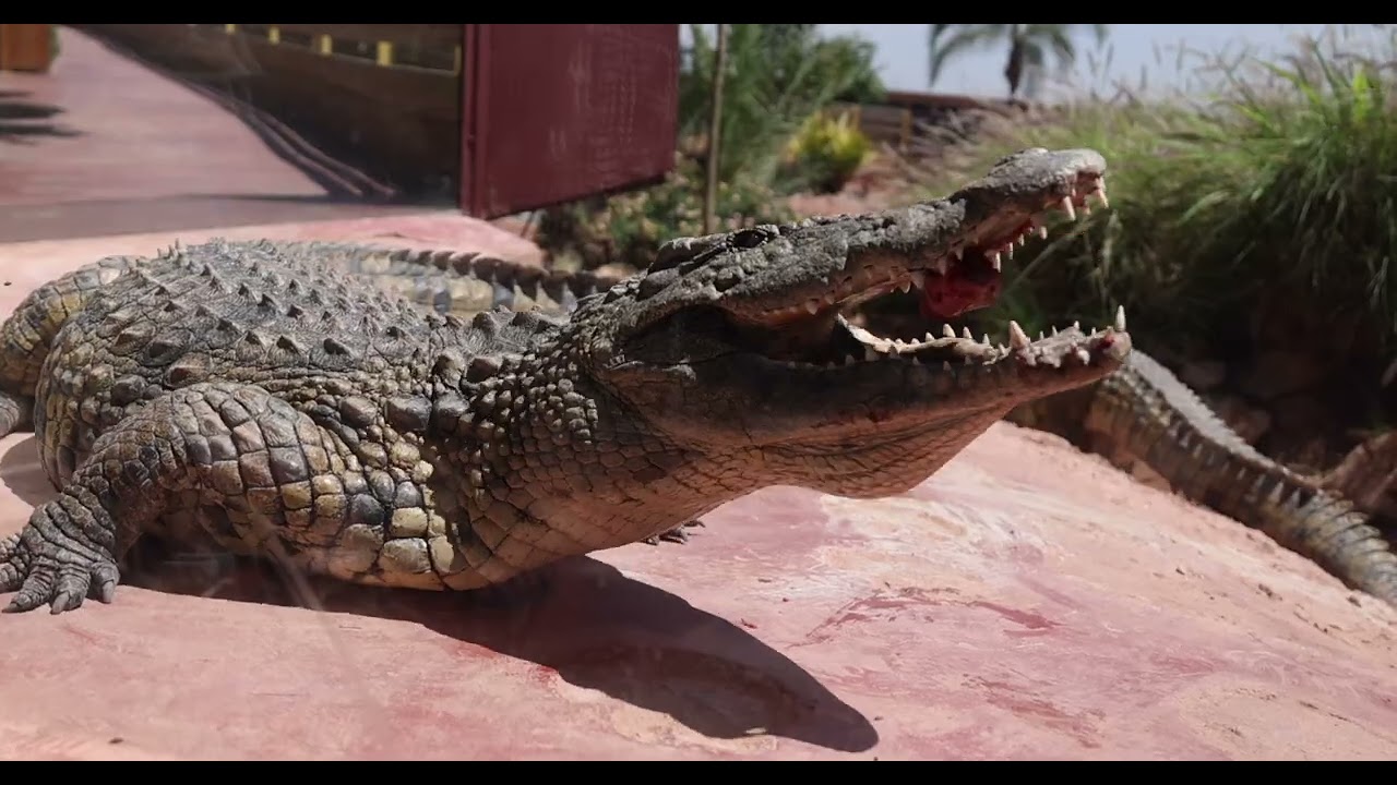 VIDEO CROCO PARK 1