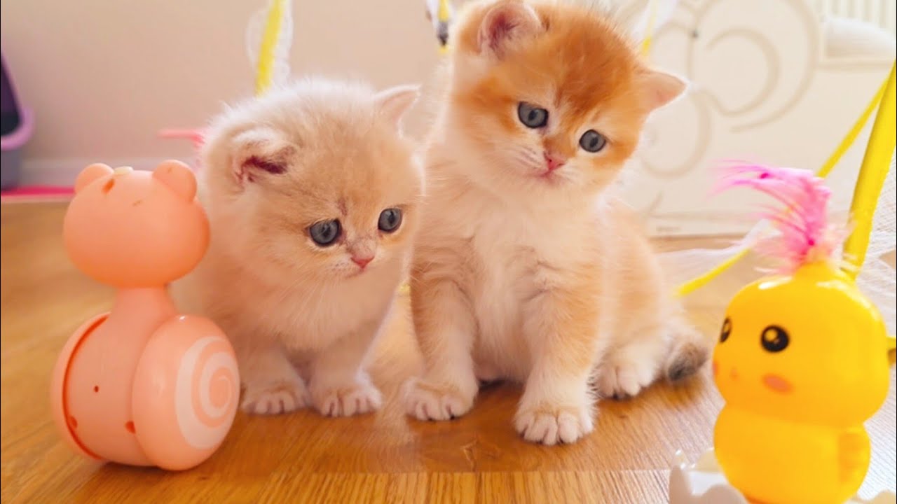 A Cat Family's Adorable Playtime