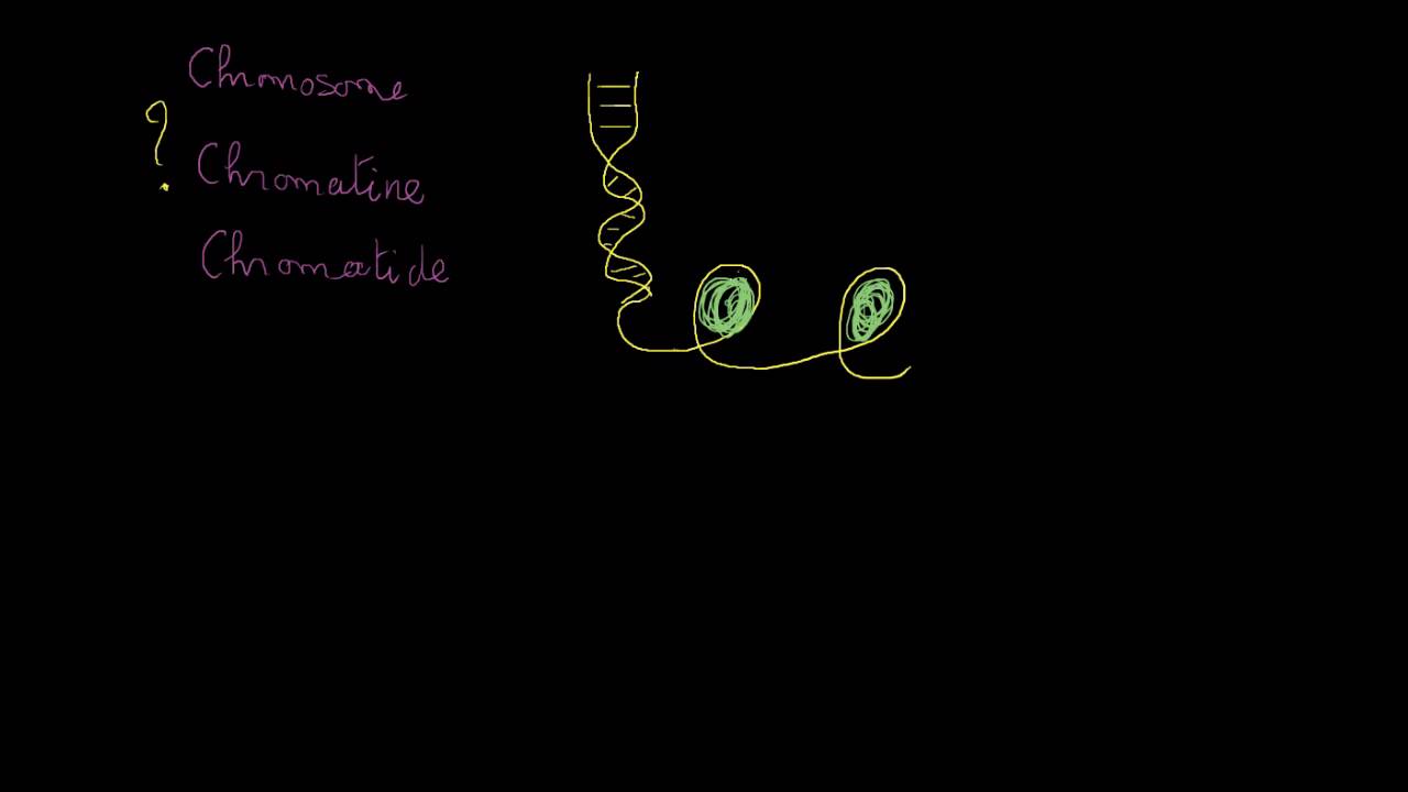 Chromosomes, chromatides, chromatine, etc