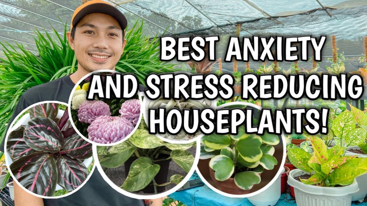 BEST ANXIETY AND STRESS REDUCING HOUSEPLANTS