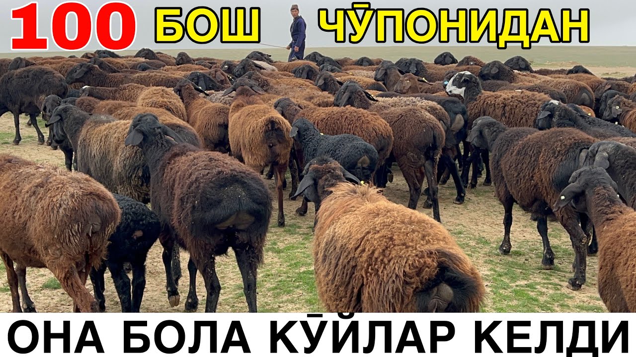 БОЛАЛАРИ БОНУСГА КЕТАДИ. ☎️+998991549411 ☎️+998990989325