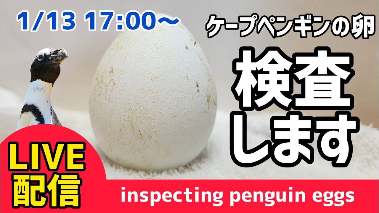 【LIVE配信】ペンギンの卵を検卵します！【劇団ペンターズ】＃ペンギン #雛鳥 #動物