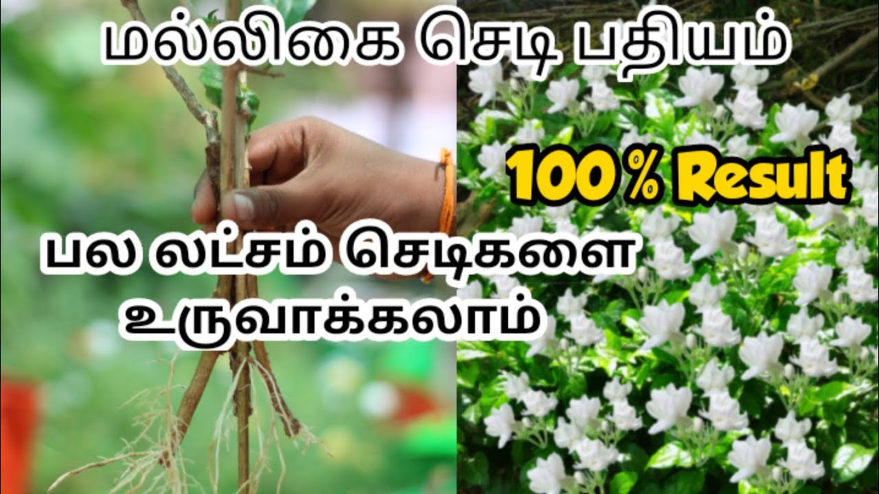 ஒரே மாதத்தில் பல லட்சம் மல்லிகை செடி பதியம் செய்யலாம் / Jasmin cuttings propagation