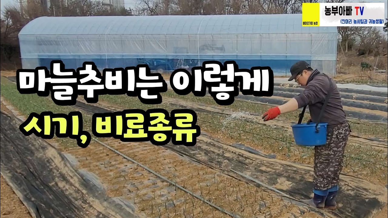 마늘추비 하는법, 홍산마늘 추시시기, 비료종류