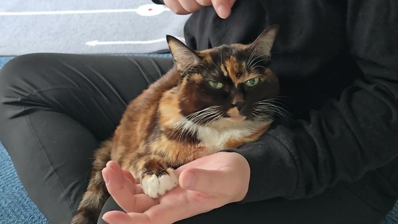 특별함 없이 멀멀한 고양이 일상