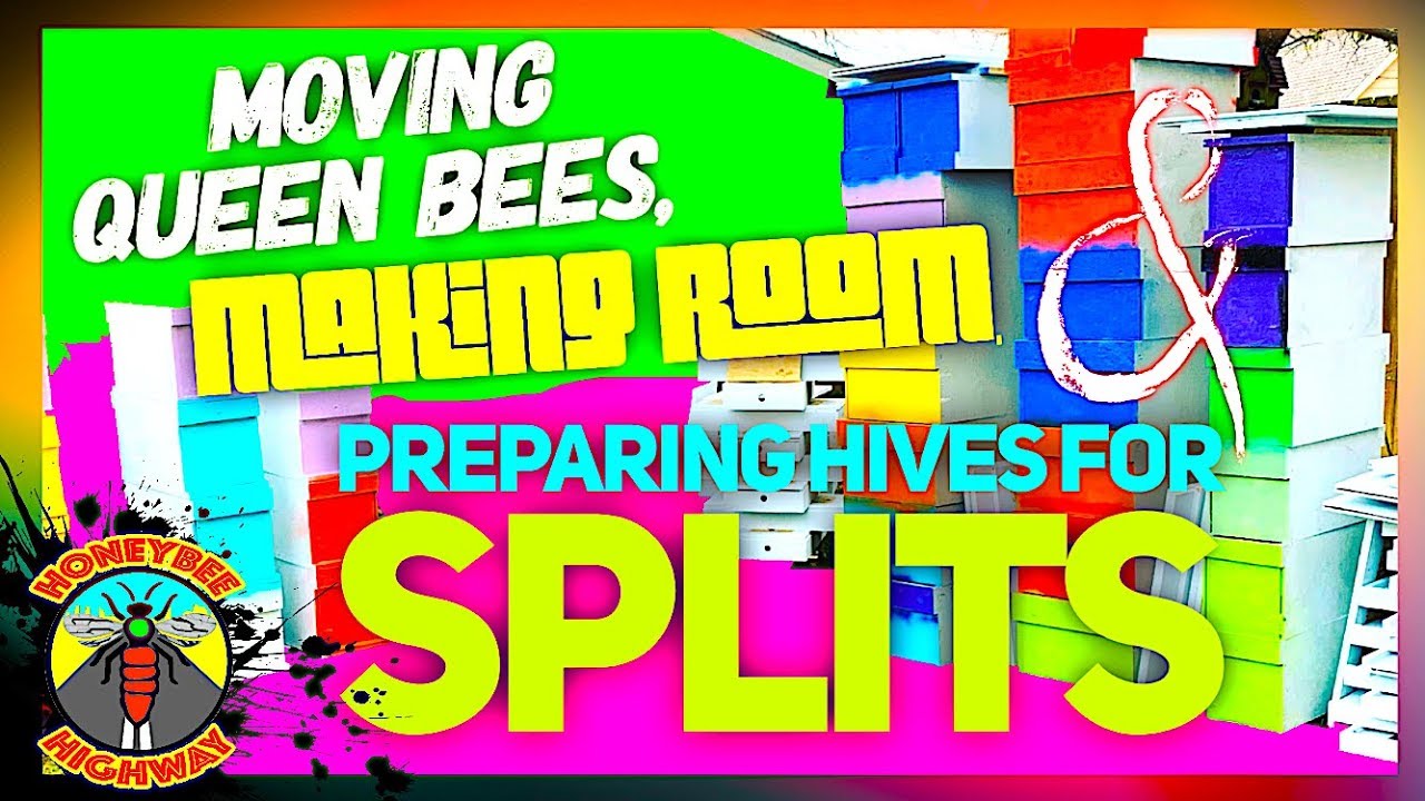 Moving Queen Bees, Making Room, & Preparing Hives For Splits