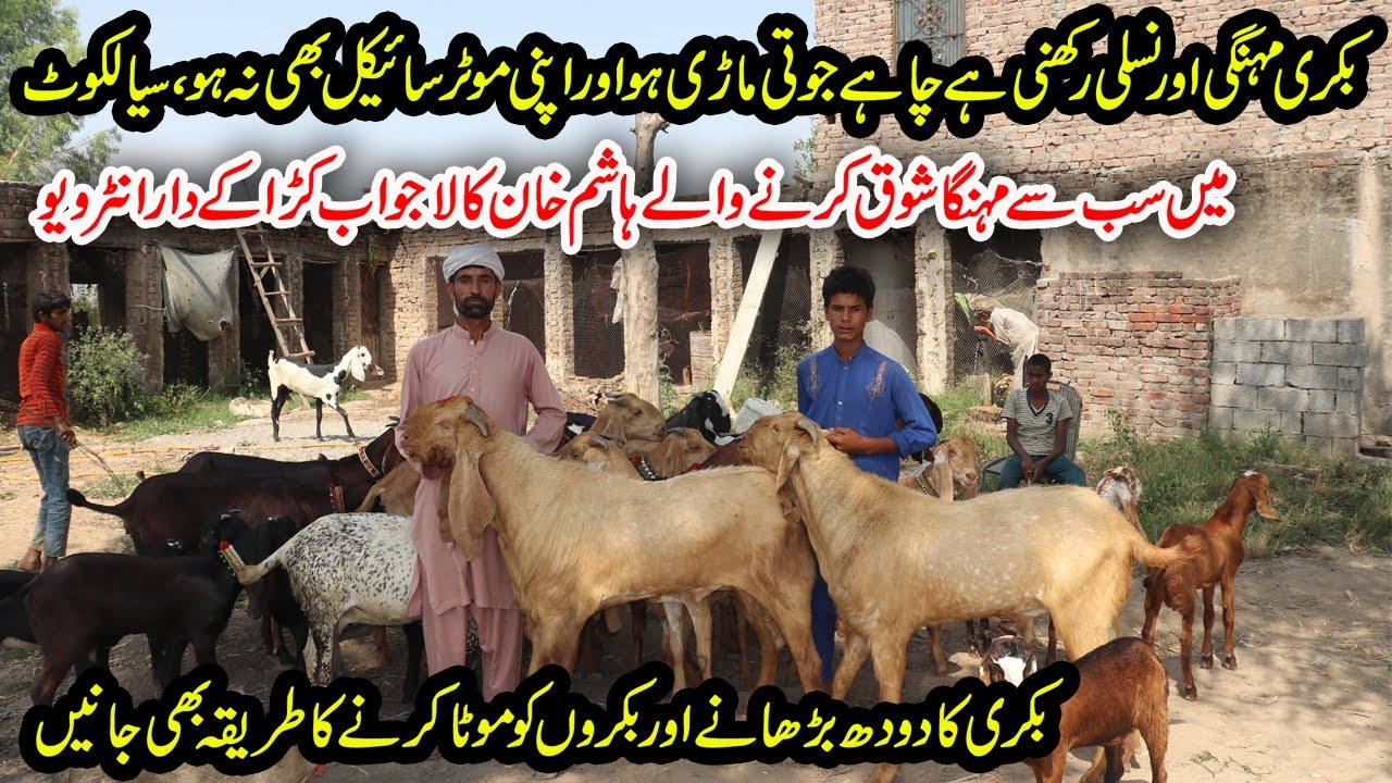Hashim Khan Goat Farm | Sialkoti Goat Farming From 8 Years | Goat Milk Increasing Tips