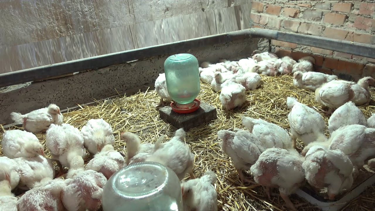 Технологія вирощування бройлерів