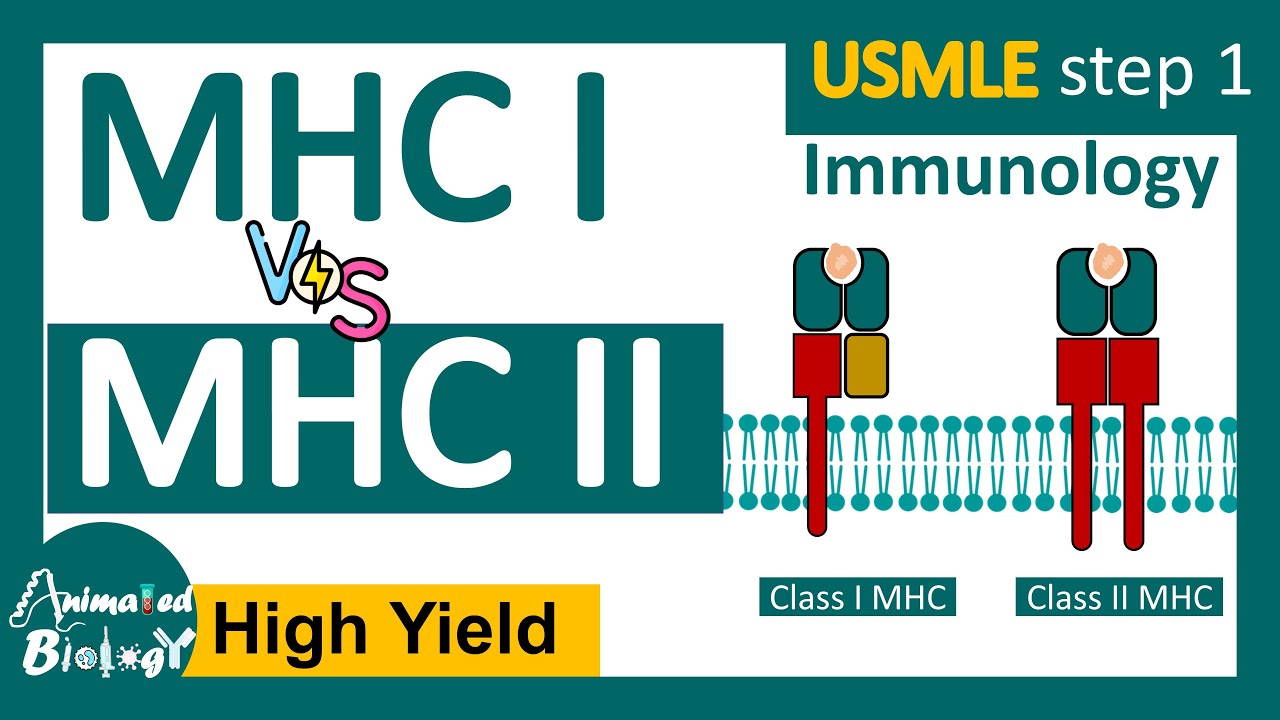 MHC class I vs Class II  | USMLE step 1 revision | Immunology