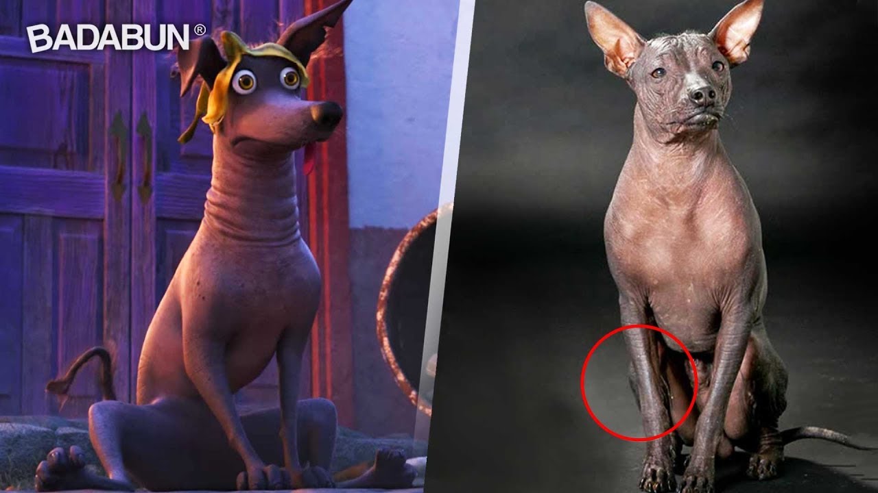 10 Datos increíbles de los perros Xoloitzcuintles