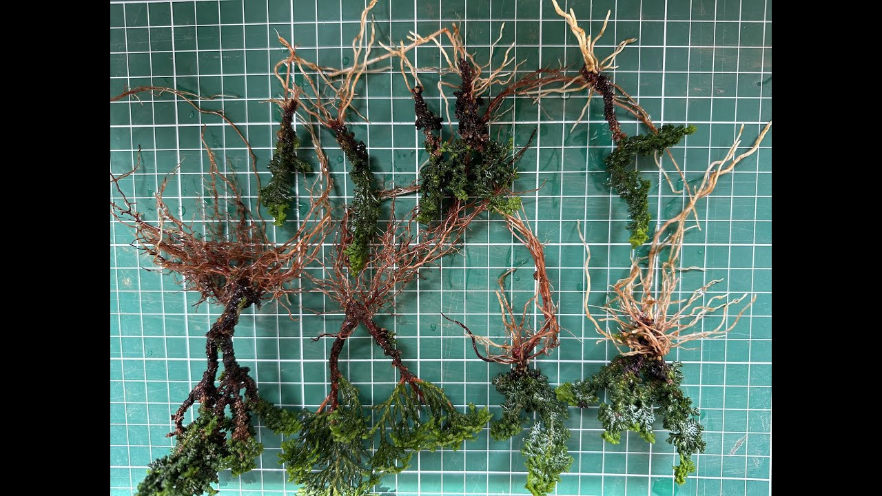 石化ヒノキと津山ヒノキの鉢上げ／Potting up rooted cypress trees