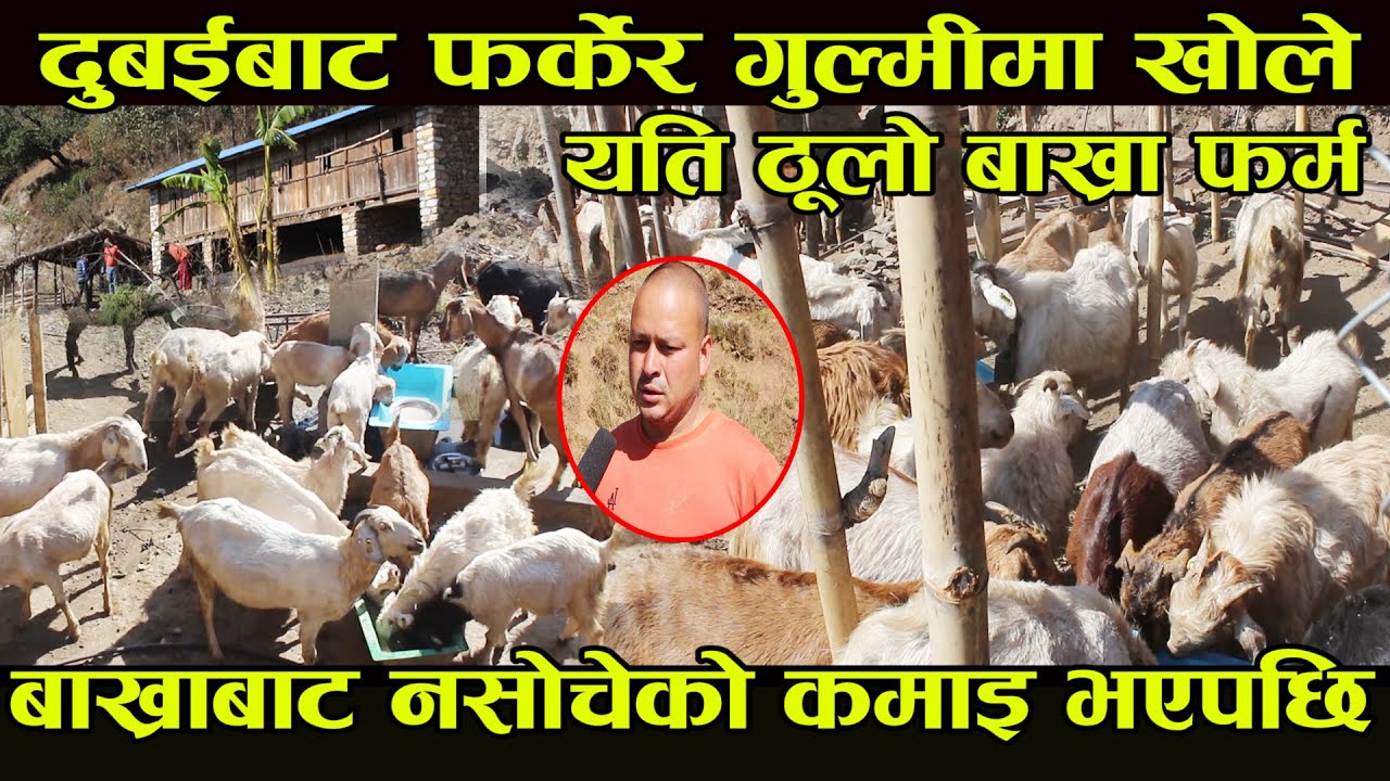 दुबईबाट फर्केर गुल्मीमा खोले यति ठूलो बाख्रा फर्म बाख्राबाट नसोचेको कमाइ भएपछि goat farming