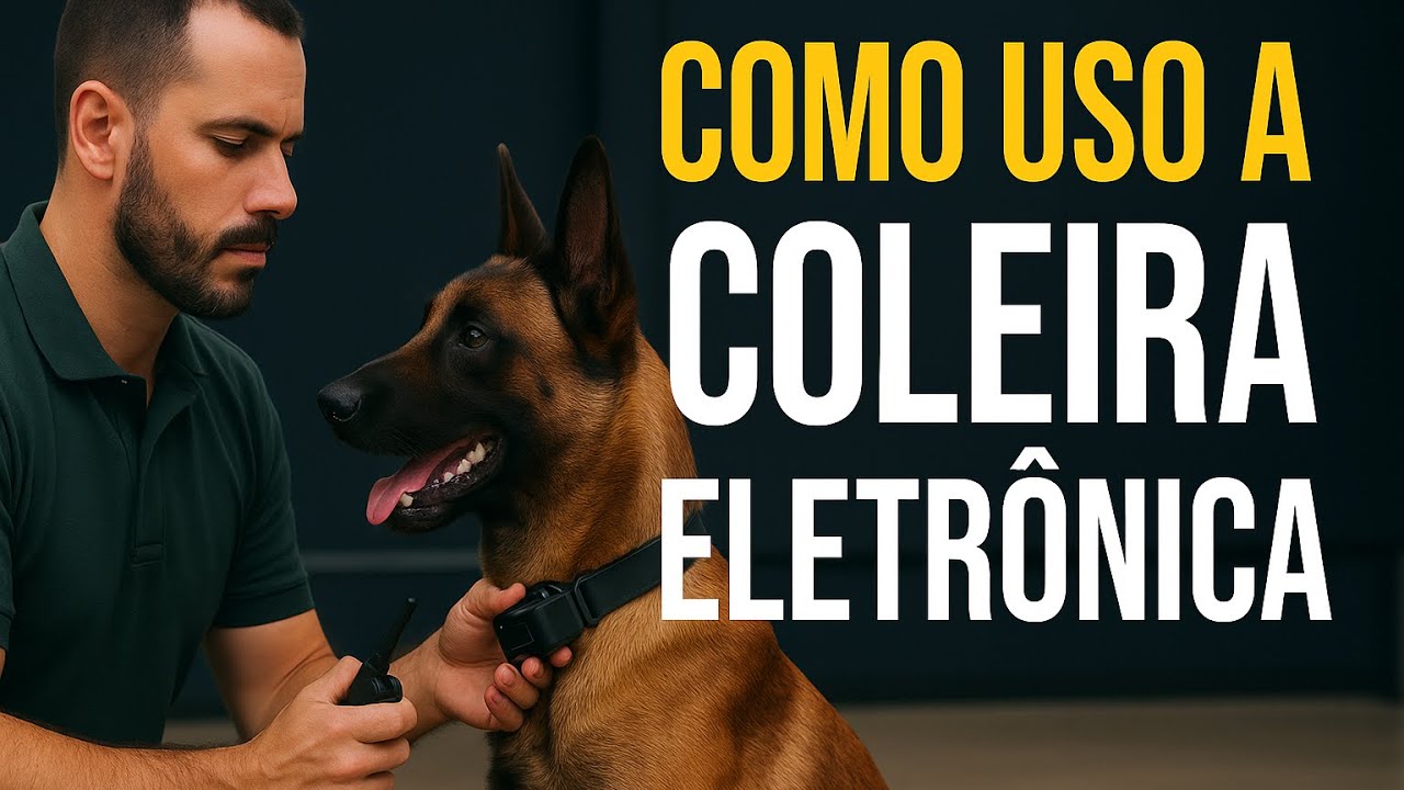 Como Introduzo a Coleira Eletrônica no Adestramento com Respeito e Técnica