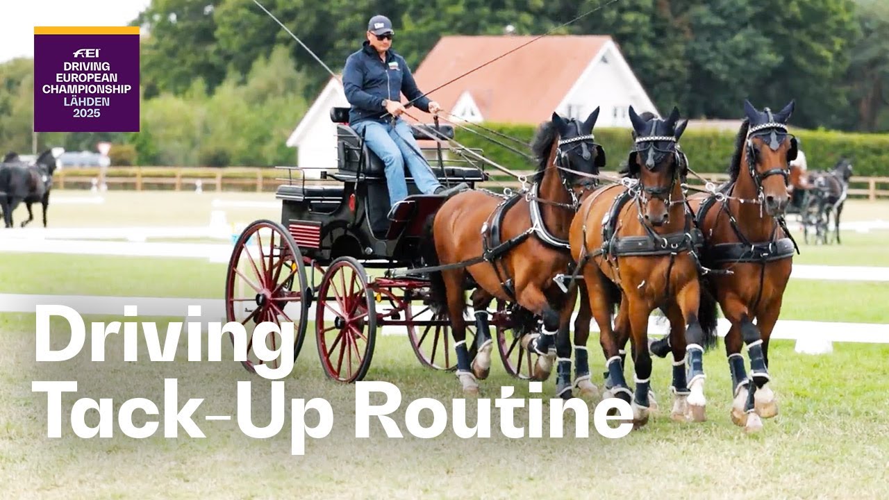 From Stable to Show - Tack up a Driving horse with us! | FEI Driving European Championship Lähden
