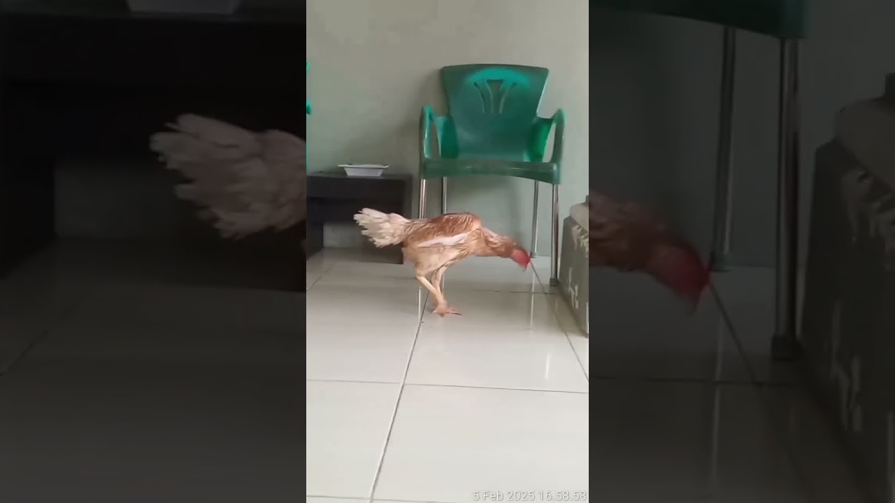 Memahami Back Cross dalam Perkawinan Ayam Aduan (tangkas) 