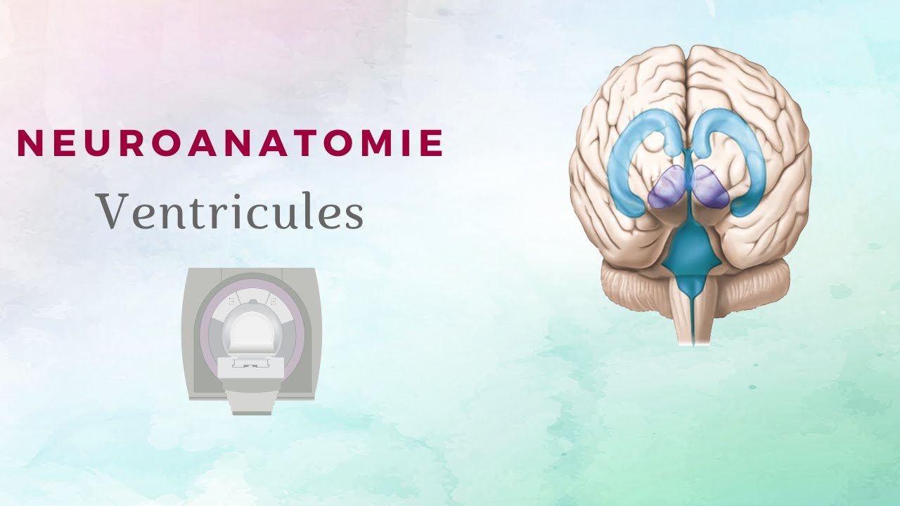 Neuroanatomie - Ventricules Encéphalique