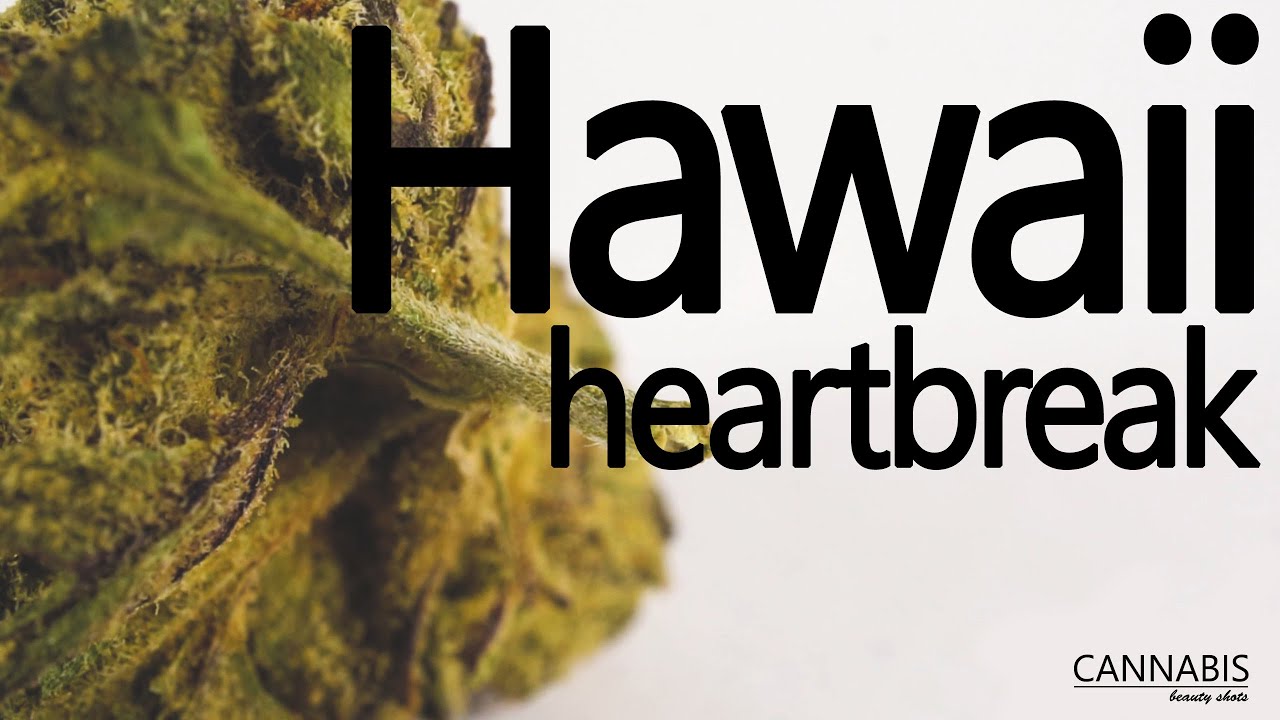 HAWAII HEARTBREAK weed ( sqdc cannabis )