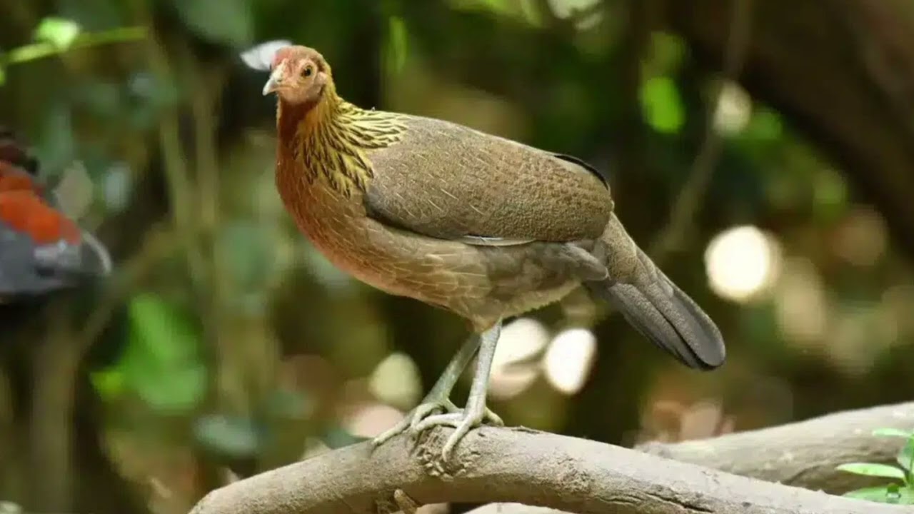 Suab poj qaib seev zoo tias tuaj  zoo heev 13 ,2026