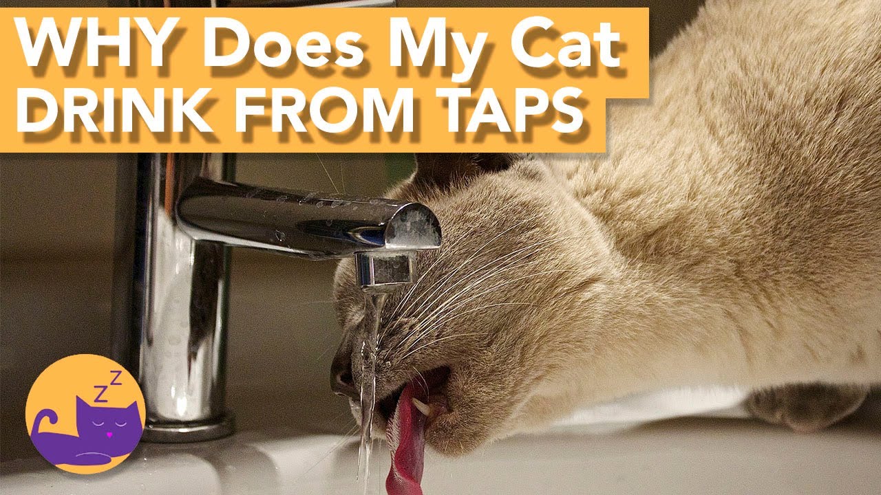 Cats and Taps: Why Does My Cat Drink Out of the Faucet?