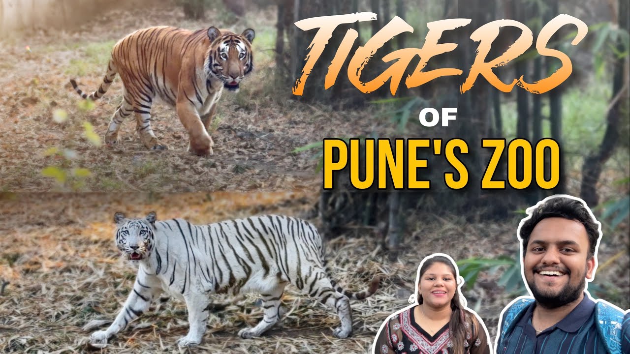 WE SAW WHITE TIGER IN PUNE ZOO😱🐅 | BEST OUTING SPOT IN PUNE | BEST ZOO IN INDIA | BENGALI TIGER |