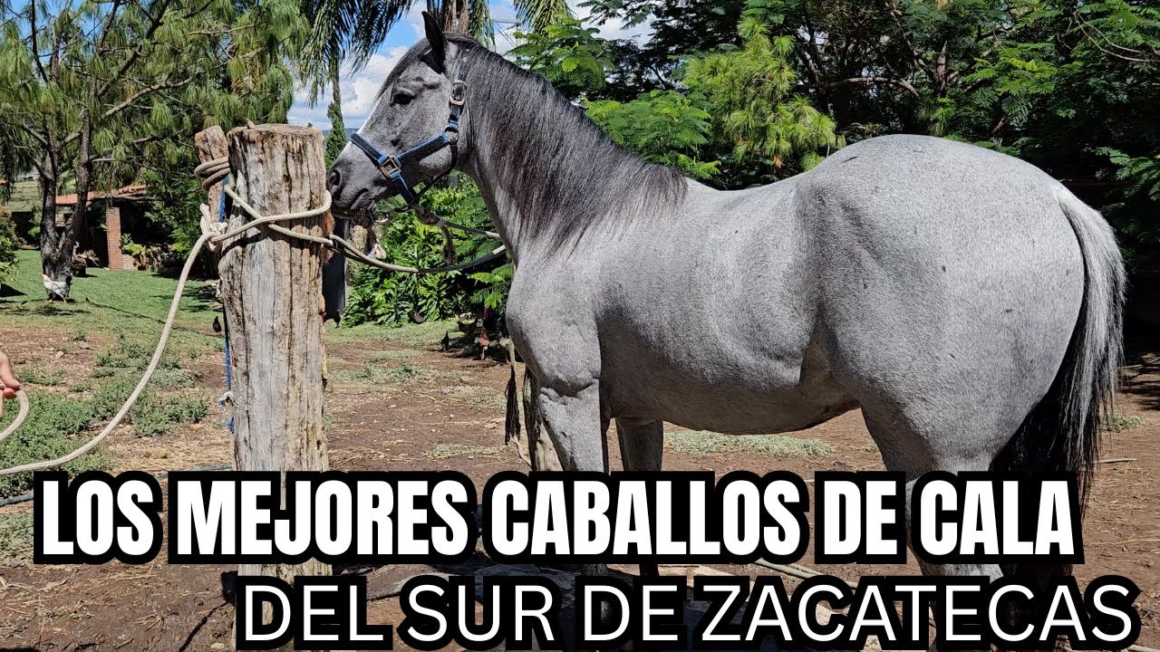 Los MEJORES CABALLOS de CALA de ZACATECAS | La MEJOR RIENDA en 3 MESES | RancheandoAndo