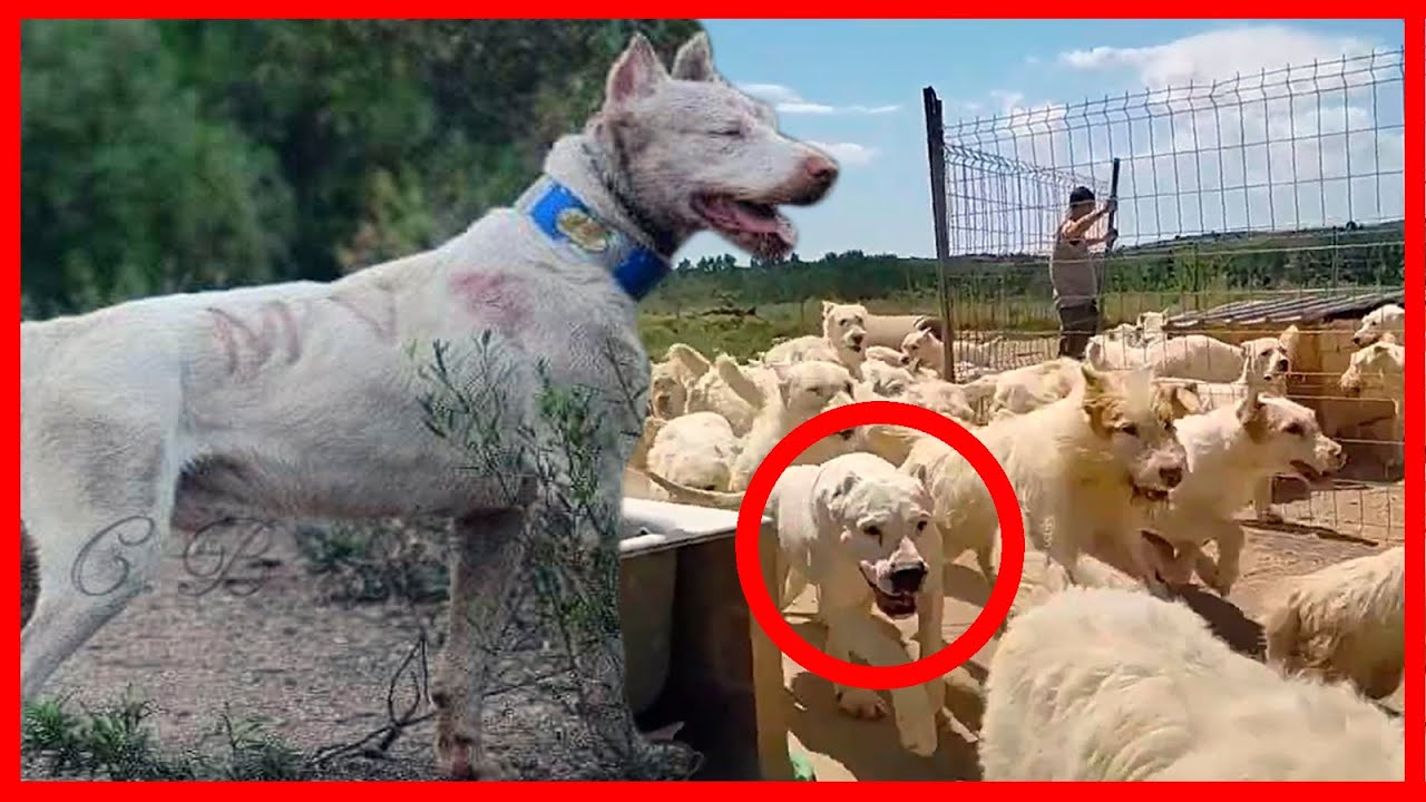 Puede TERMINAR con el reinado del DOGO  - Valdueza