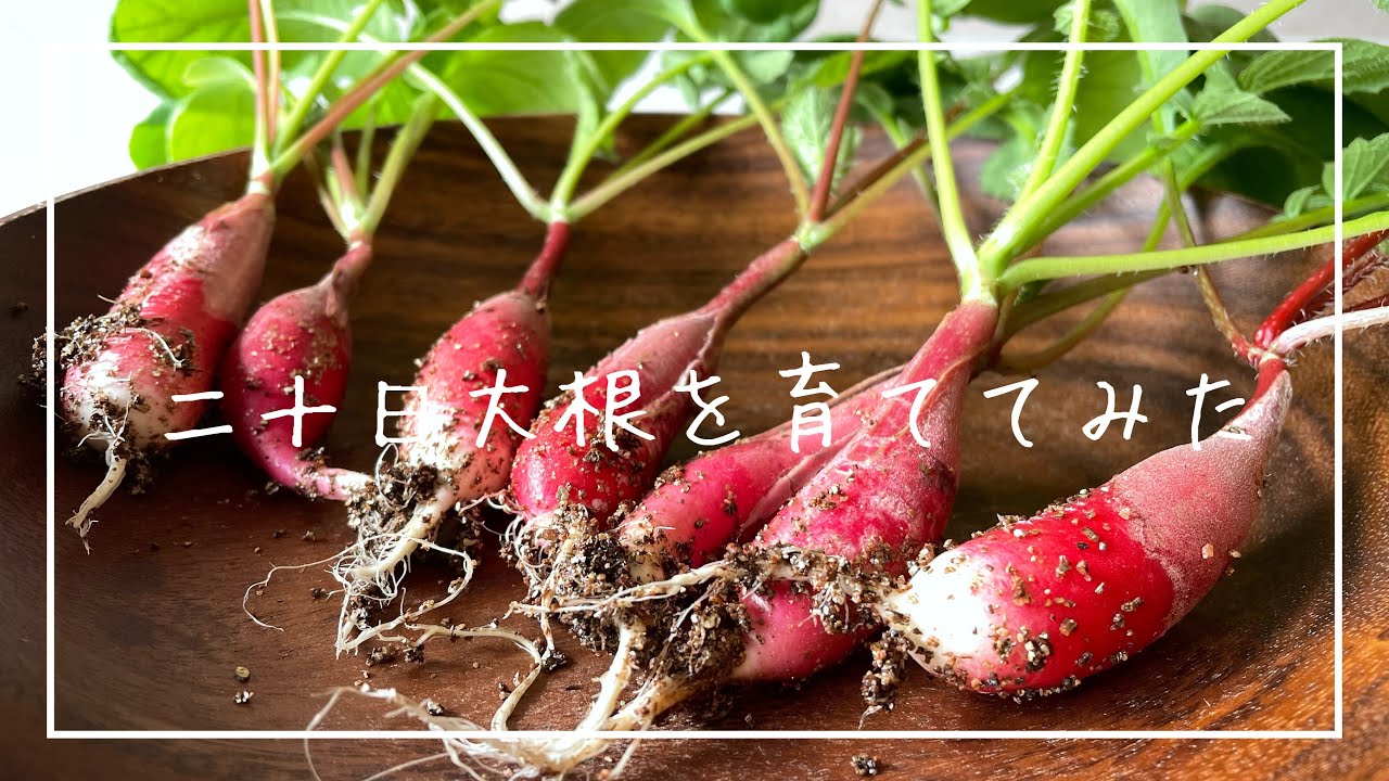 【水耕栽培】二十日大根を育ててみた　1日目〜33日目