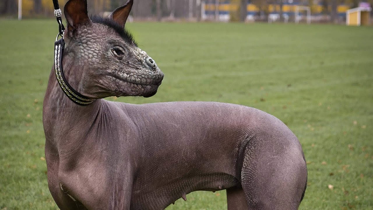 10 CR&Eacute;ATURES BIZARRES CR&Eacute;&Eacute;ES PAR L'HOMME | Dr Bot