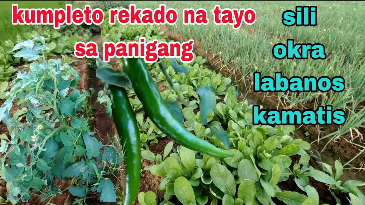 Panigang kumpleto na Kay kaingin