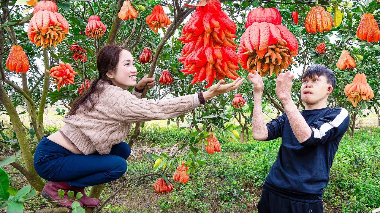 Harvesting Red Buddha's Hand - Fruits with Spiritual Meaning Goes to the market sell