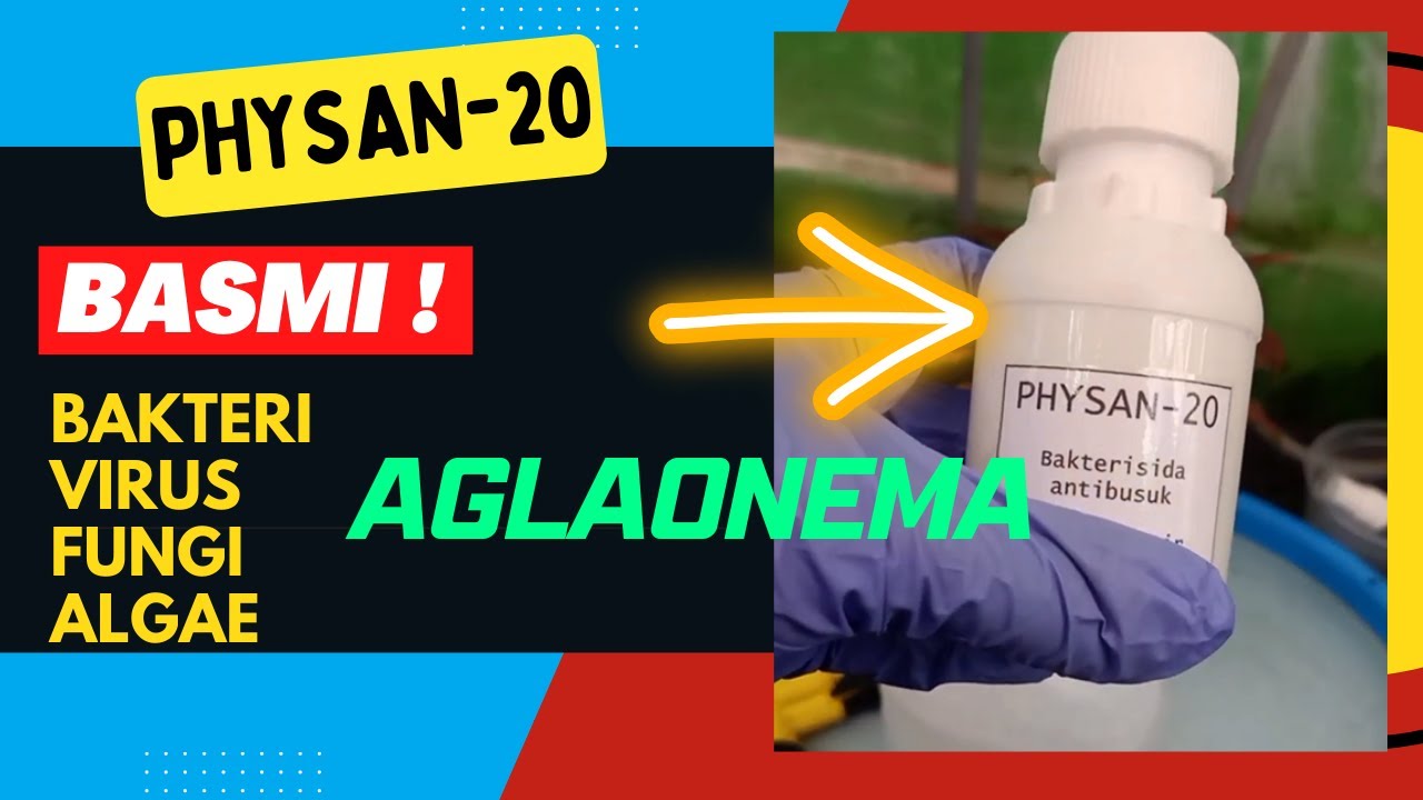 Basmi Bakteri, Virus, Fungi dan Algae pada Aglaonema dengan Physan 20 [TERBUKTI]