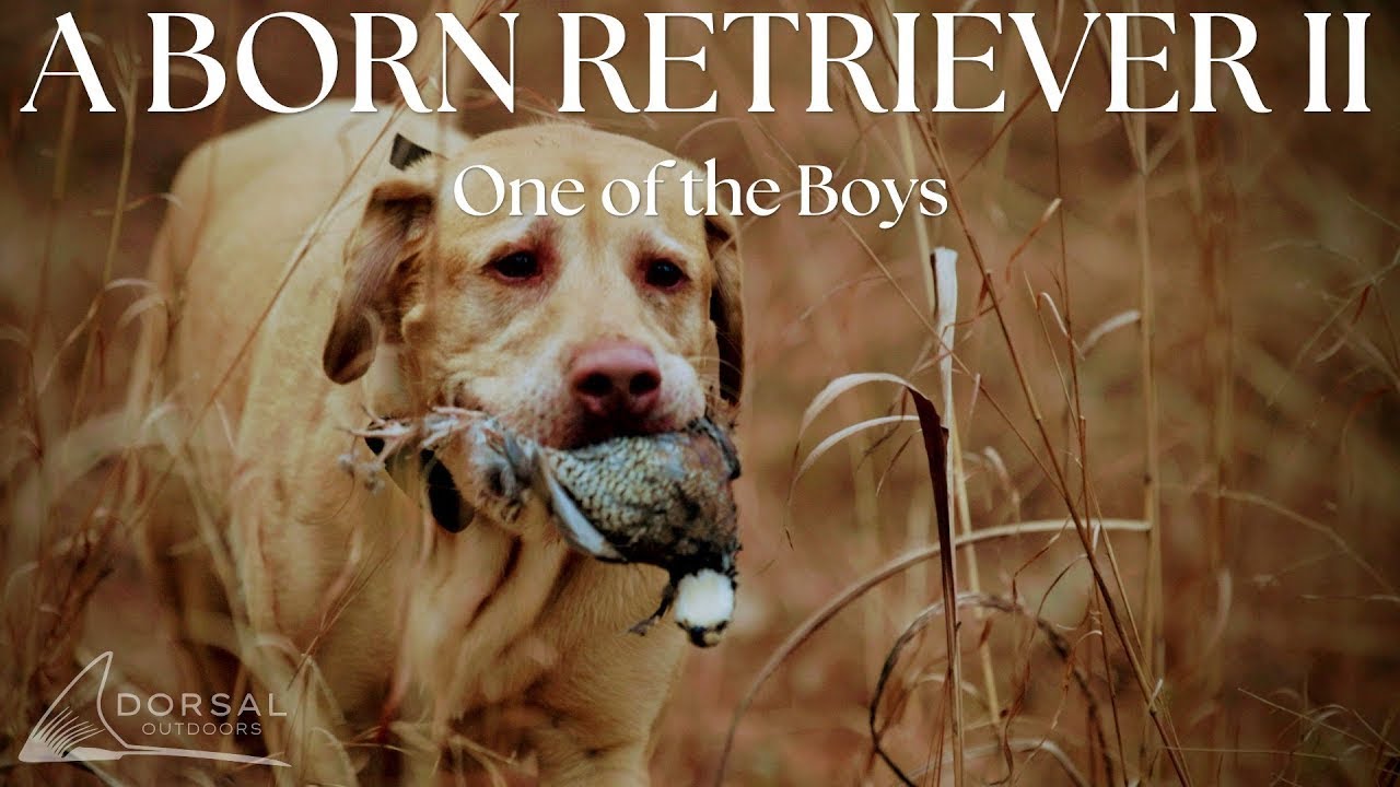 Our Family Dog Gets His First Bird | Alabama Quail Hunting with Bird Dogs | A Born Retriever Part 2