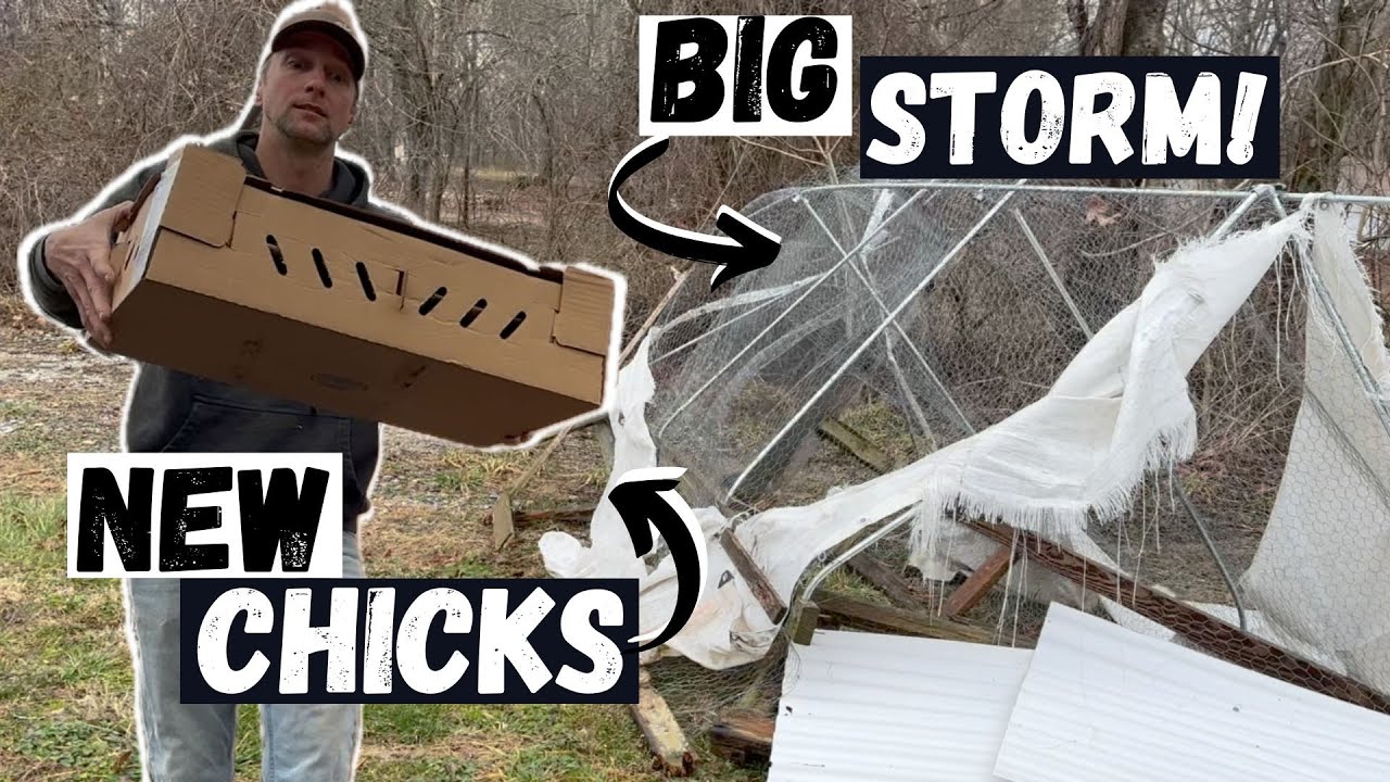 A Wild Start to Meat Chicken Season on the Farm!