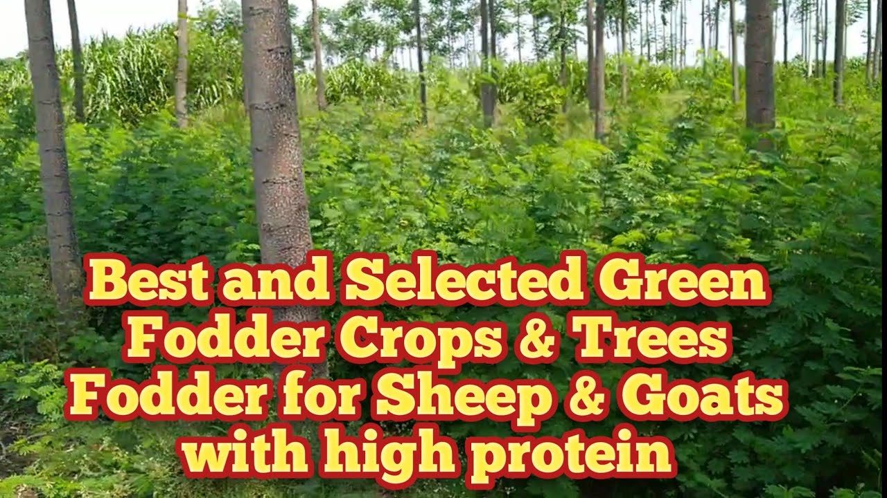 Sheep & Goat Farming - Green Fodder Crops and Trees for Goats with high protein