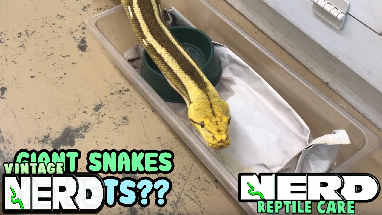 GIANT SNAKES AS PETS? RETICULATED PYTHONS  OR BURMESE PYTHONS