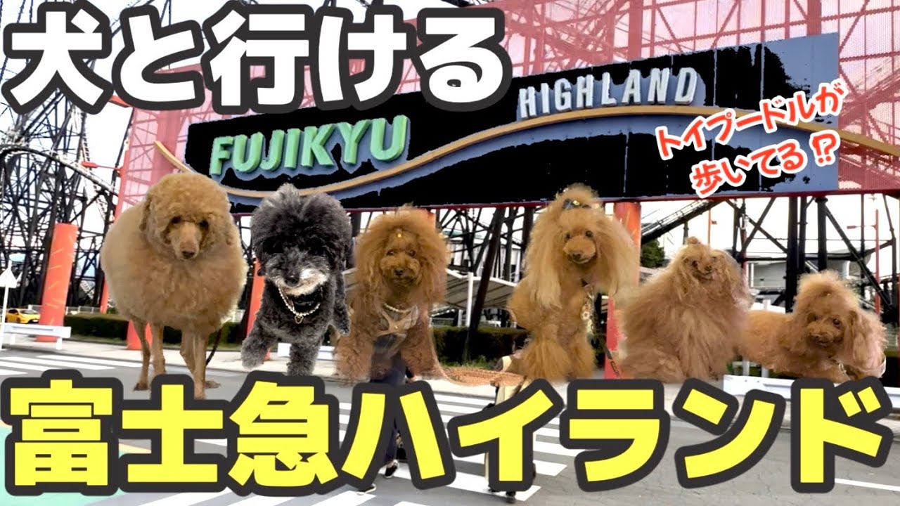 【富士急ハイランド】犬と行ける富士急ハイランドで6ぴきのトイプードルが大集合！！ ＃トイプードル ＃遊園地 ＃車中泊 ＃ハイエース