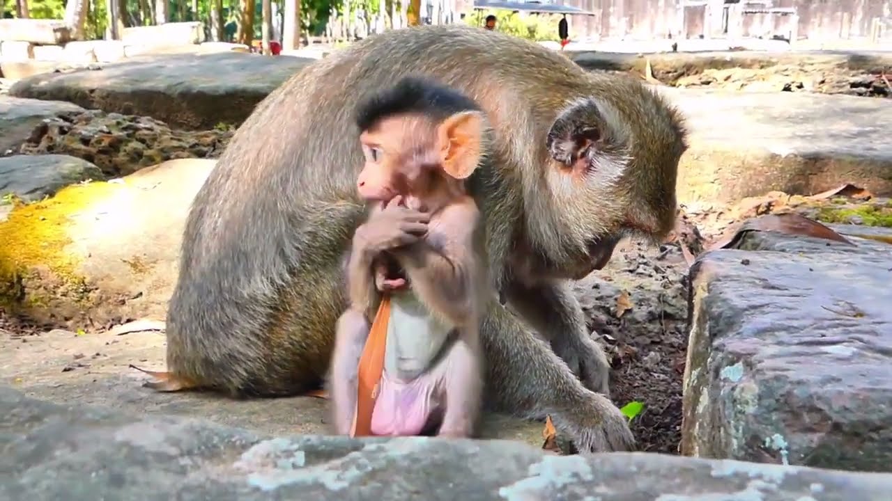 ...SO CUTE MONKEY...!