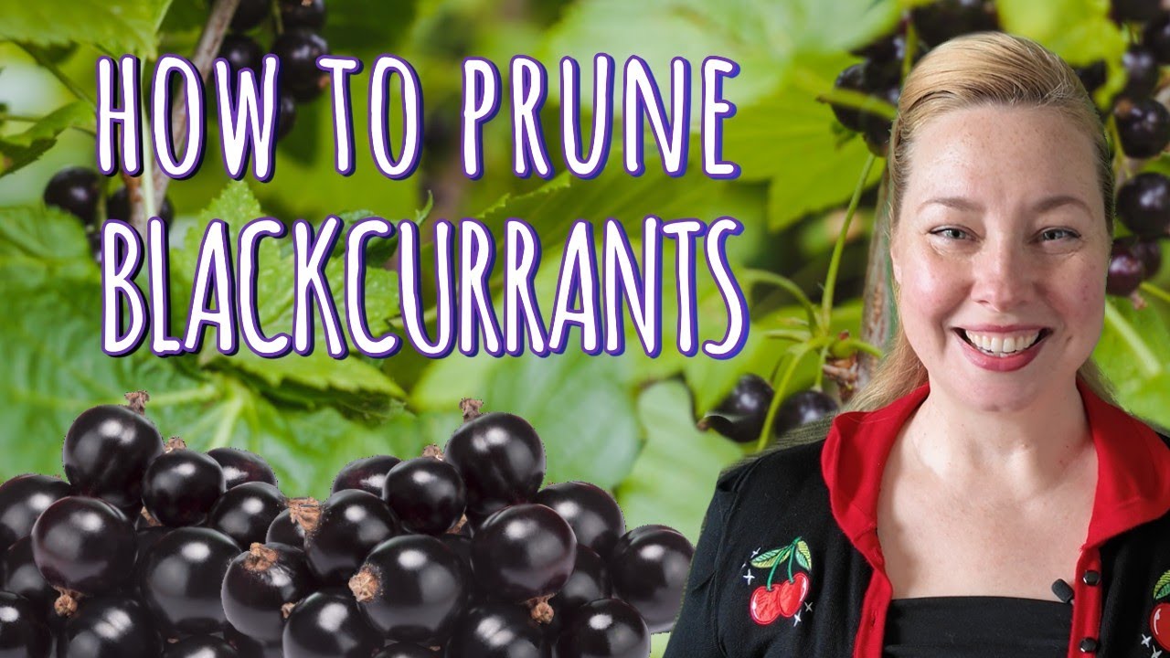 Easy 5 Step Guide: How To Prune Blackcurrants