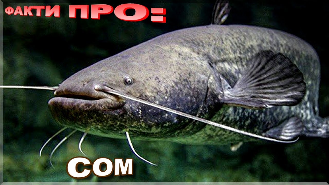 СОМ (звичайний) | ЦІКАВІ ФАКТИ ПРО: СОМА! Де живе і як ловити сома?