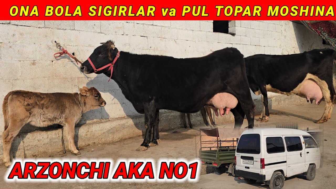 Arzonchi aka Ona Bola Sigirlar va Pul Topar Mashinalar Vopshe Arzon Sotiladi 