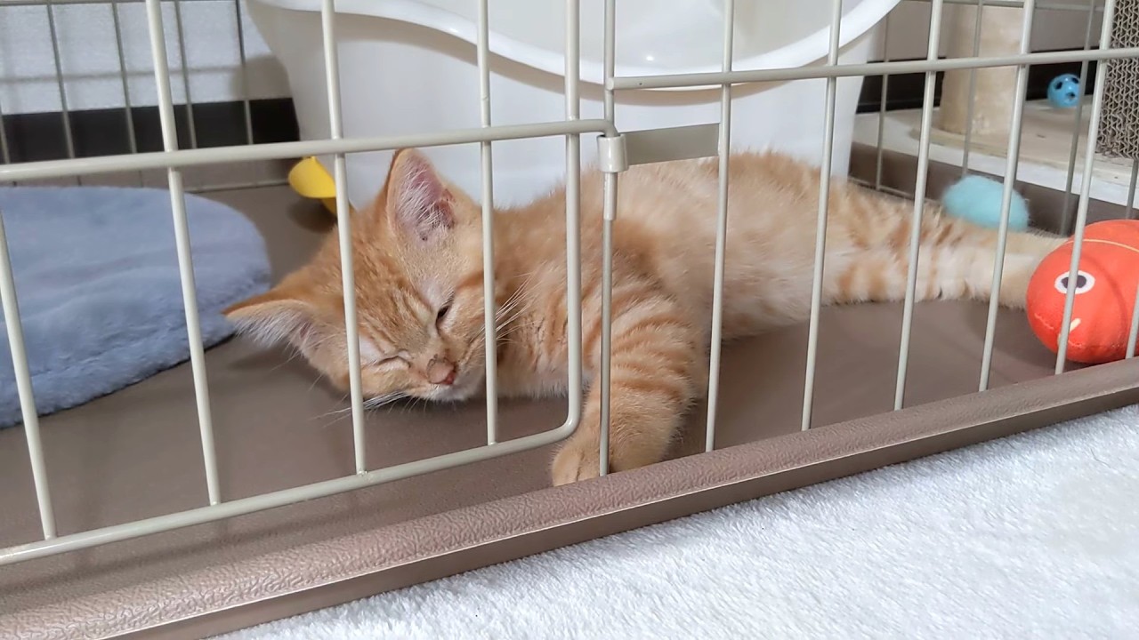遊び疲れた子猫が、眠りにつく瞬間