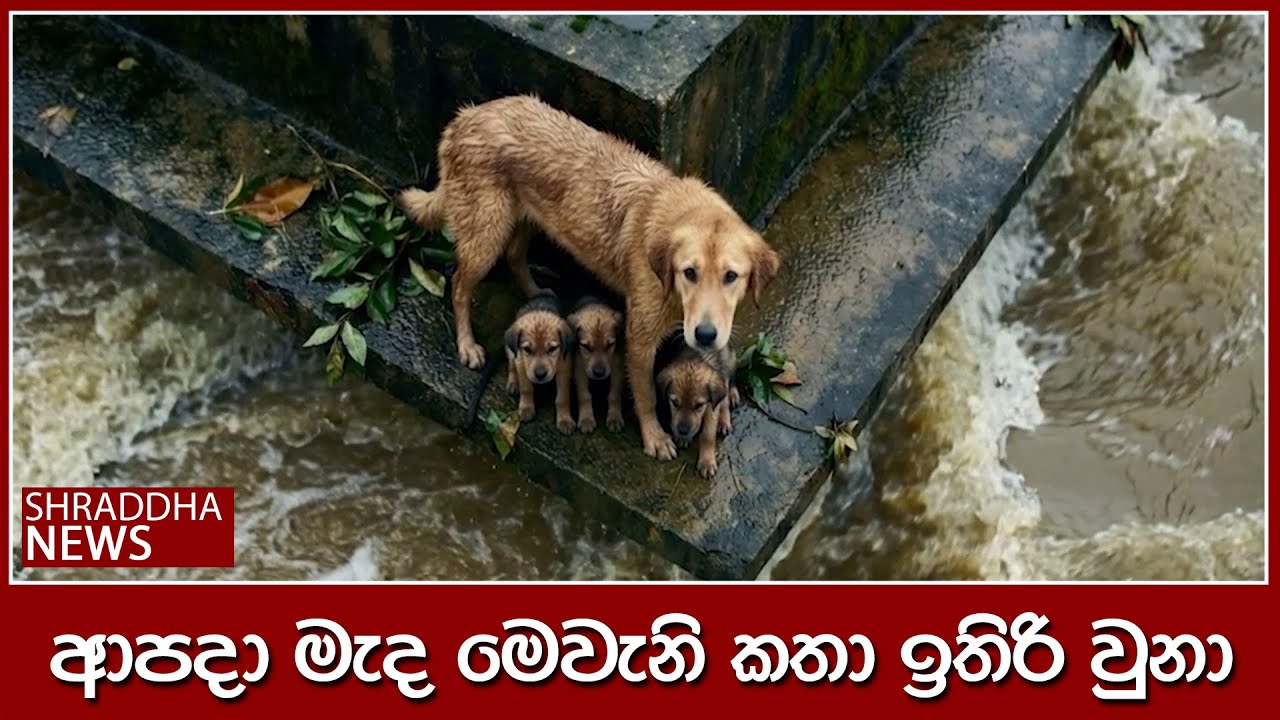 ආපදා මැද මෙවැනි කතා ඉතිරි වුනා