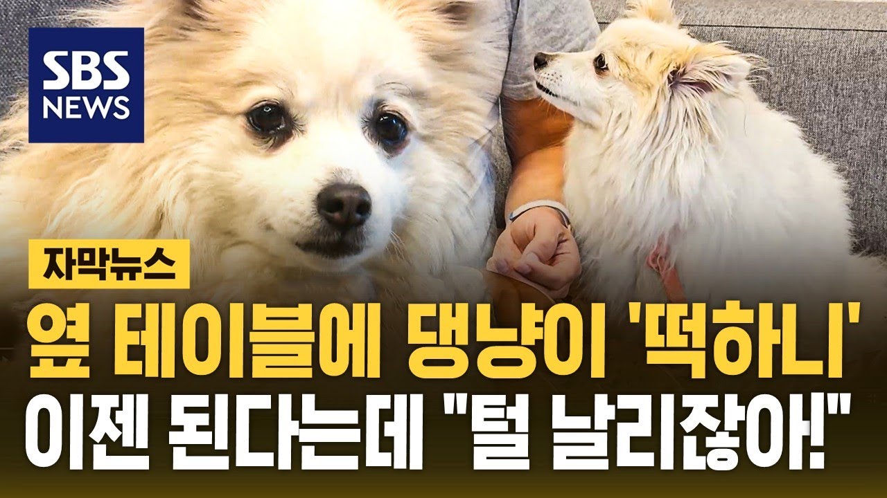옆 테이블에 댕냥이 '떡하니'&hellip;이젠 된다는데 