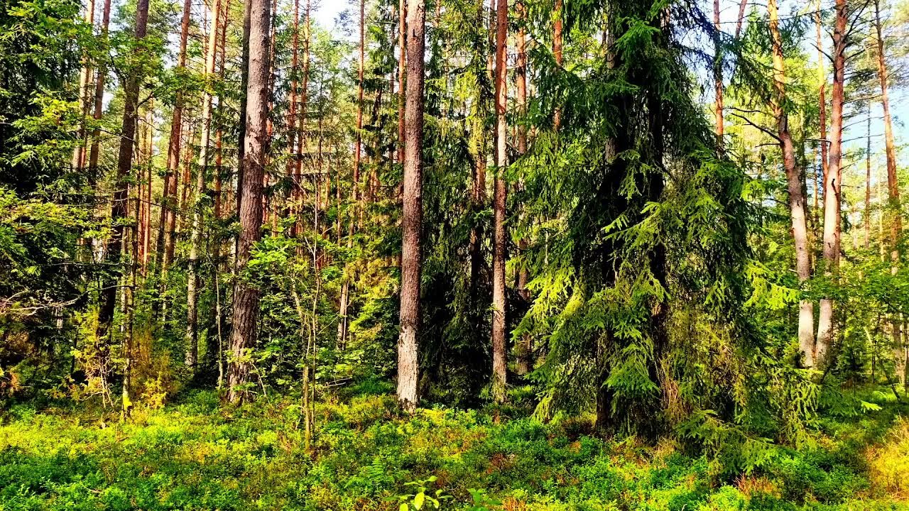 Пение птиц, снимающее стресс 🌿 Слушайте прямо сейчас
