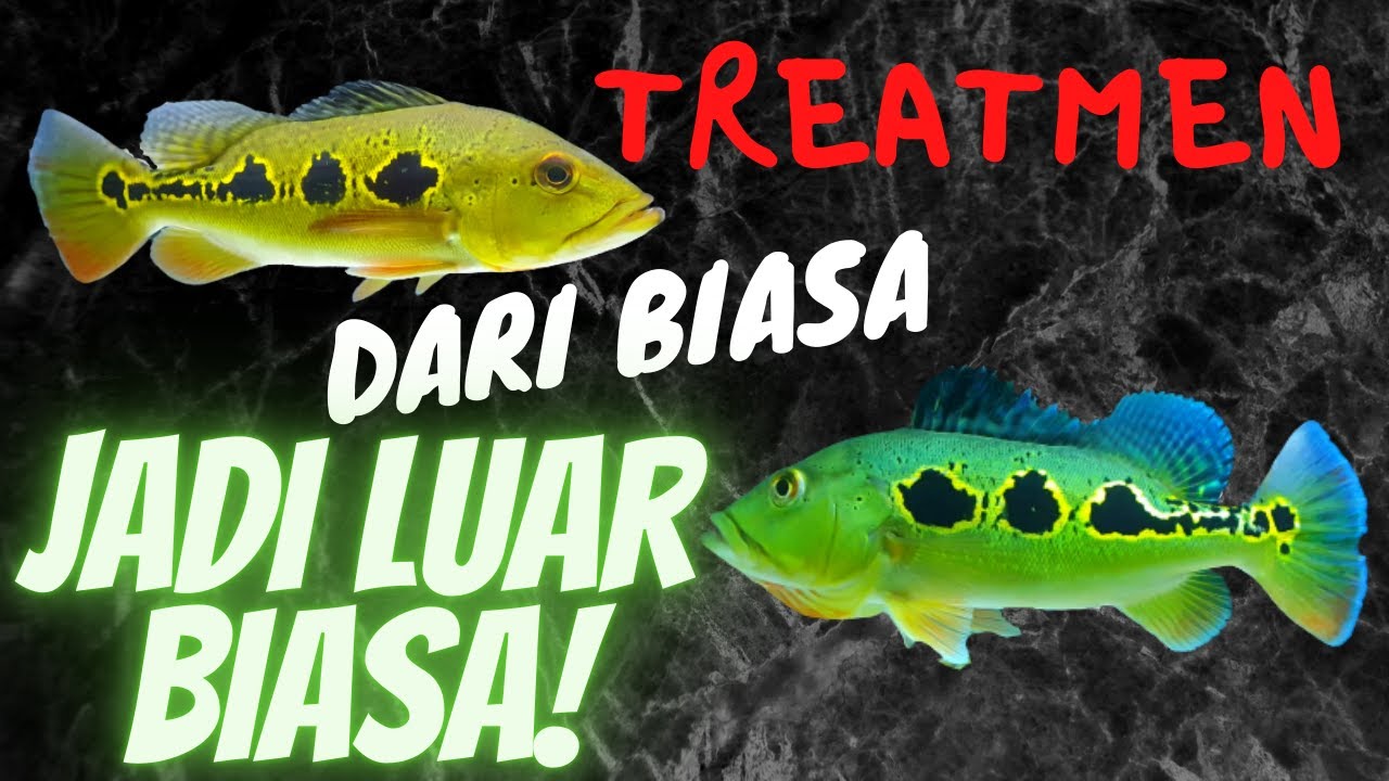Makanan terbaik untuk ikan peacock bass