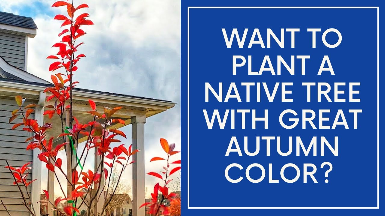 A Tree That is Worth the Wait (Fall Color)