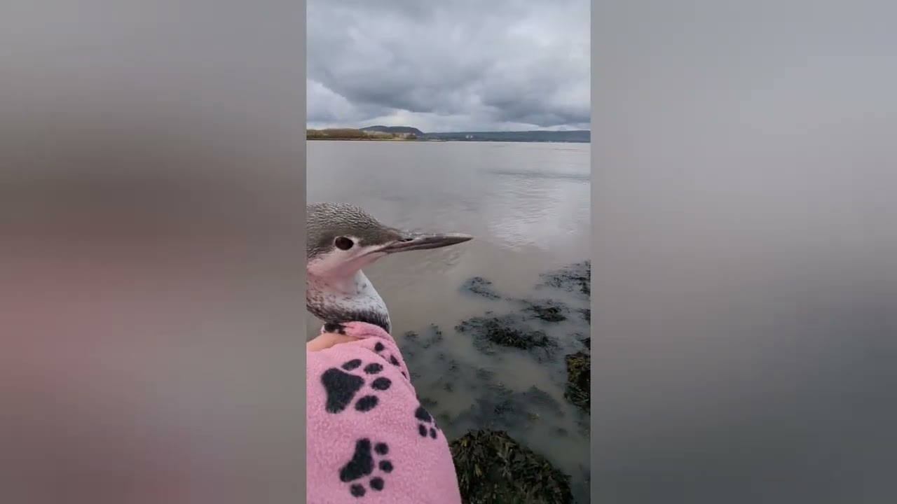 Beautiful Red Throated Diver found in West Belfast! released back to the wild 😄