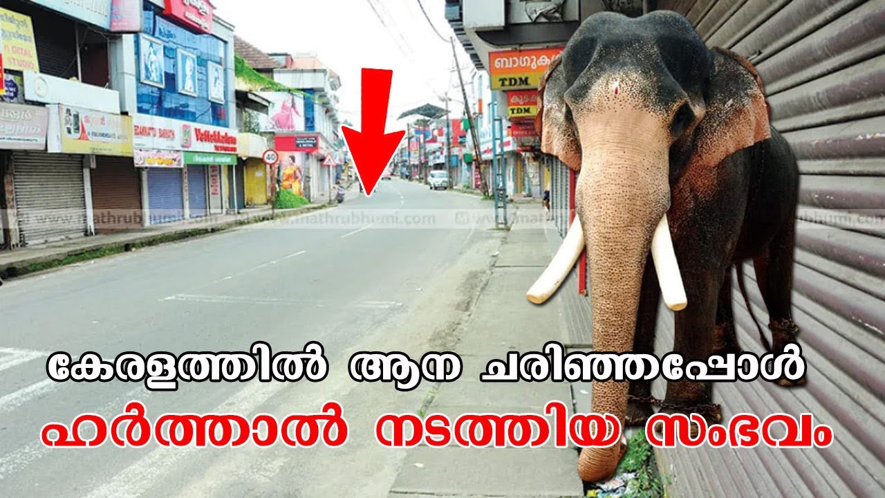 ആന ചരിഞ്ഞപ്പോൾ  ഹർത്താൽ നടത്തിയ സംഭവം | karunagappally mahadevan,padanayarkulangara mahadevan story