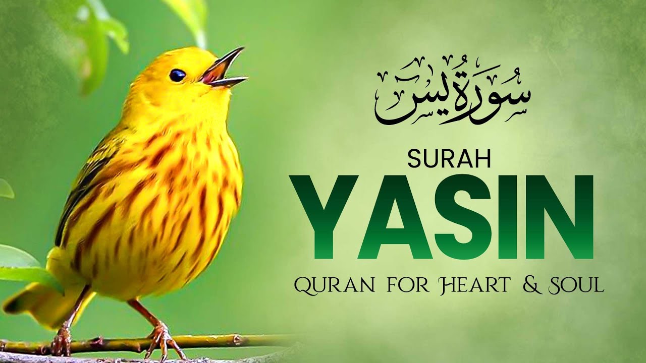Surah Yaseen (Yasin) | Beautiful Quran Recitation | Quran Tilawat | Surah Yaseen Sharif
